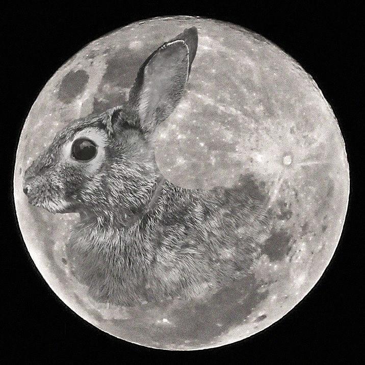 Bunny Moon Photograph by JP Morris - Pixels