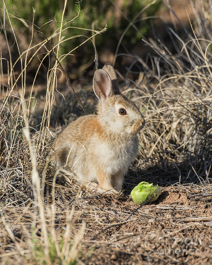 Bunny on Easter Photograph by Steven Natanson