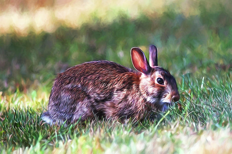 Bunny on the Lawn Photograph by Sharon Talson