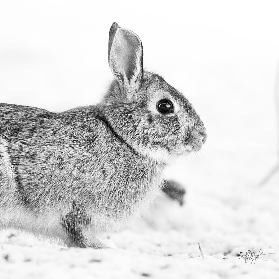 Rabbit Photograph - Bunny Pillow by Everet Regal