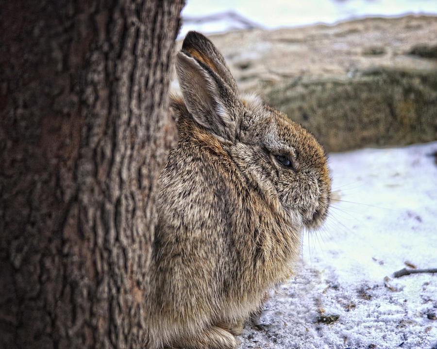 Bunny Pics For Profile Adorable Bunny Hd Wallpaper