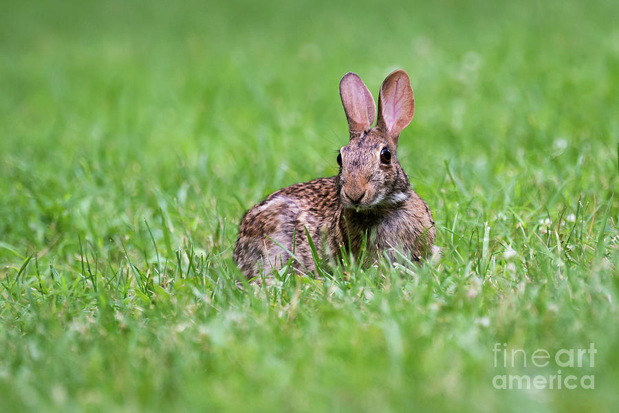 Bunny Rabbit Photograph by Andrea Silies