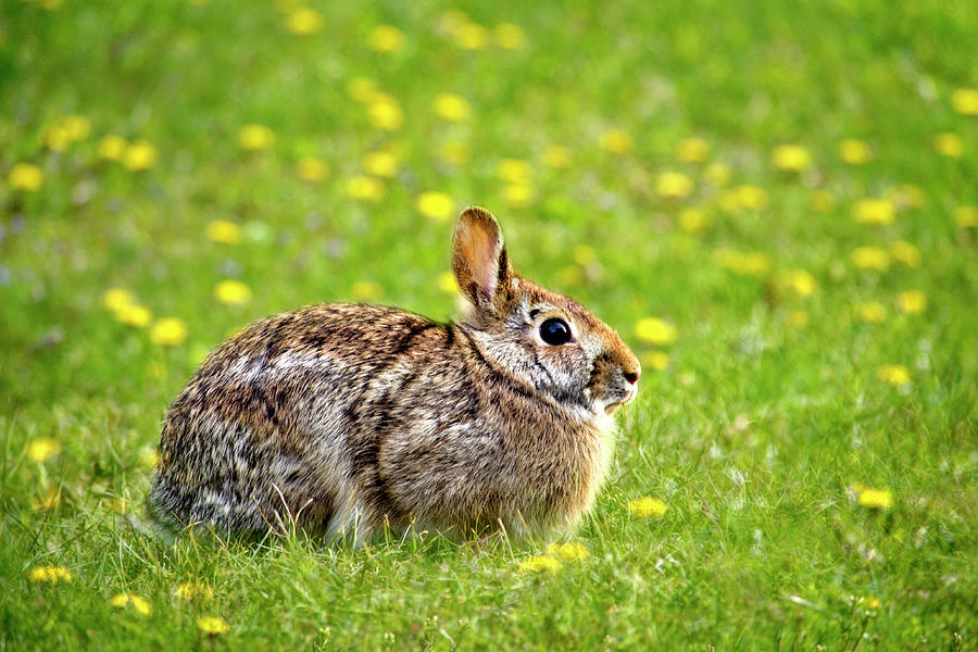 Eastern Cottontail Bunny Rabbit Photograph by Christina Rollo
