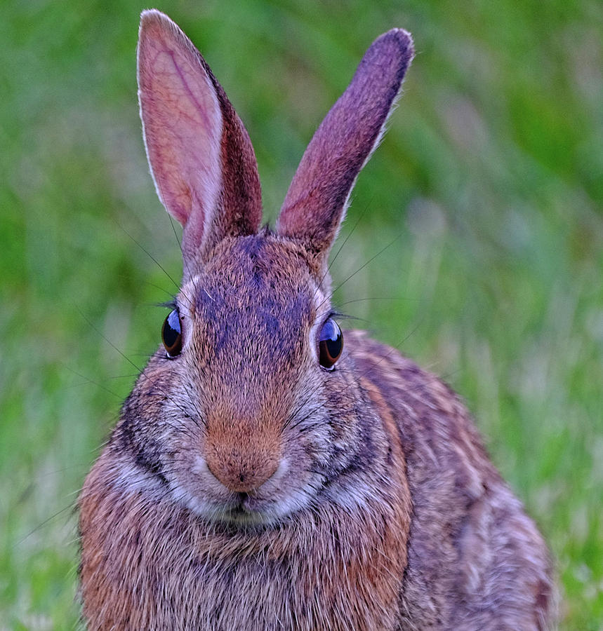 Bunny rabbit closeup Photograph by Ronda Ryan
