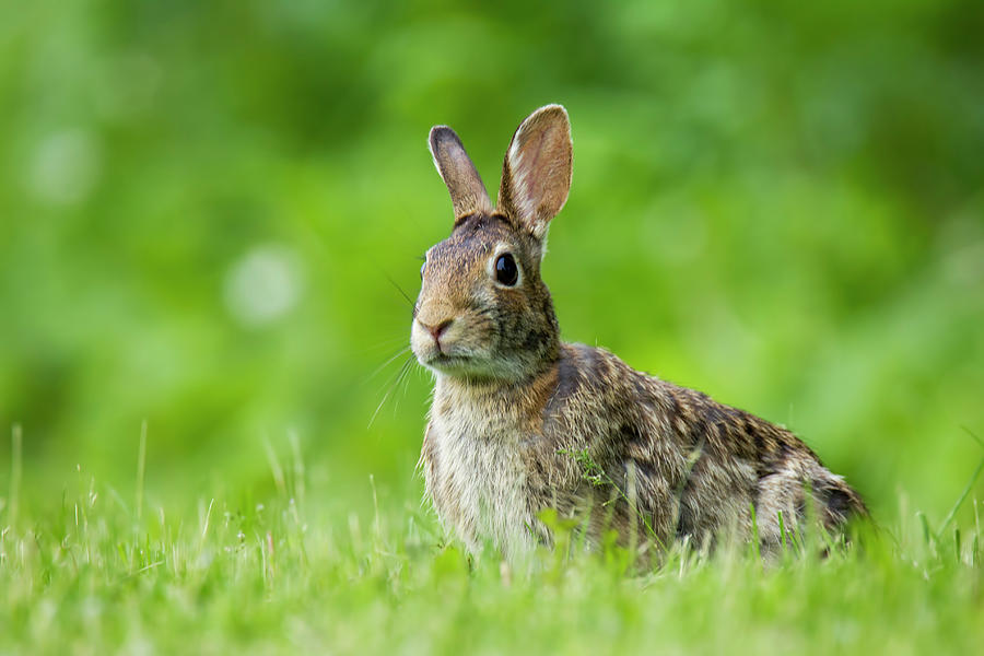 Curious Rabbit Photograph by Romeo Andrei Cana - Fine Art America