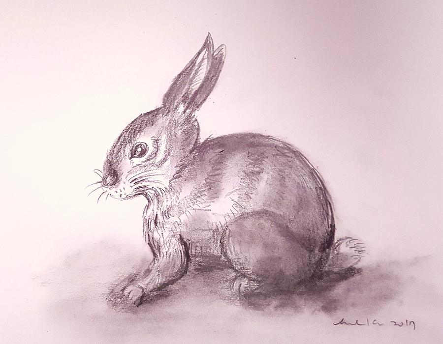 Pencil Drawing Of Bunny, My Rabbit Pet. — Hive