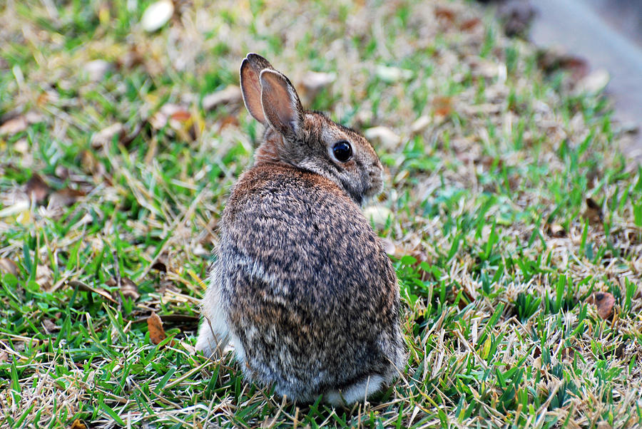 Bunny Photograph by Teresa Blanton