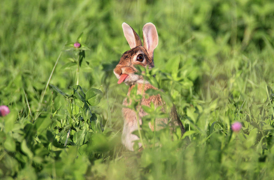 Bunny Tongue out Photograph by Brook Burling