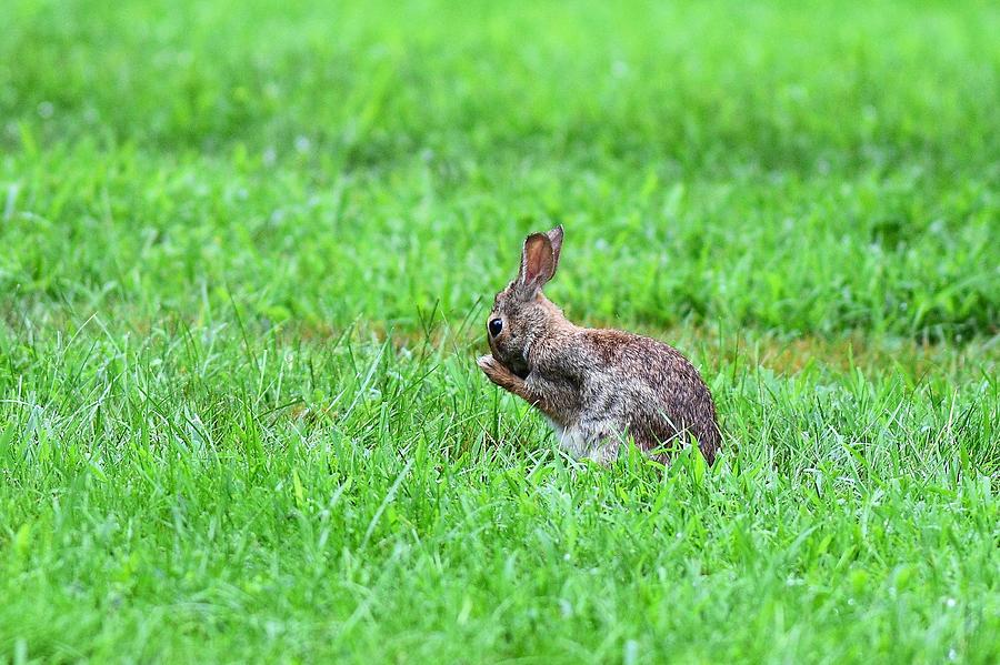 Bunny washing his face Photograph by JoAnn Matthews