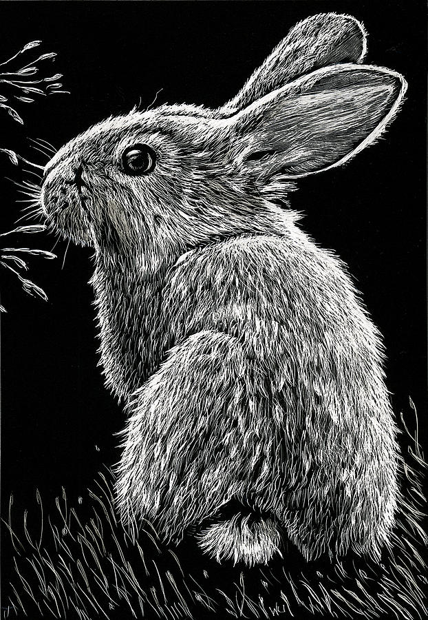 Bunny Drawing by William Underwood