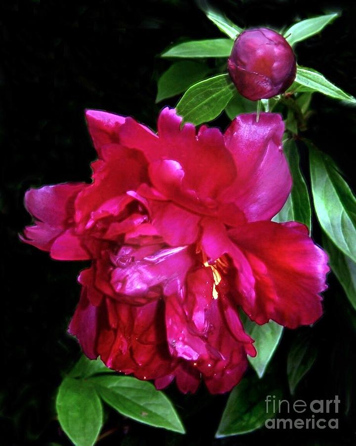 Burgundy Peony Photograph by Anne Sands