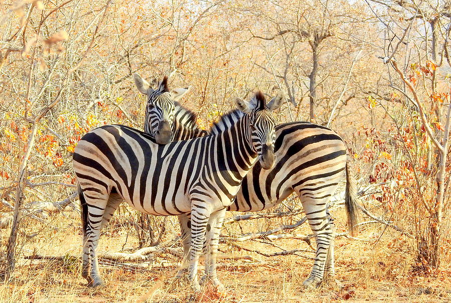Burchells Zebras Photograph by Betty-Anne McDonald