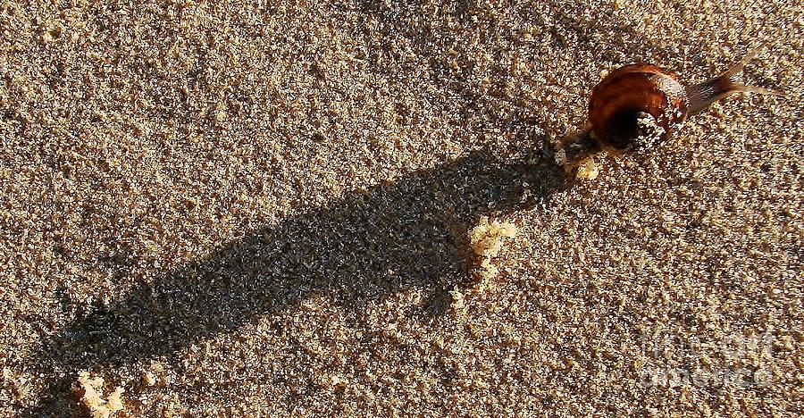 Snail Photograph - Burden by Lorles Lifestyles Snail Photograph - Burden by Lorles Lifestyles