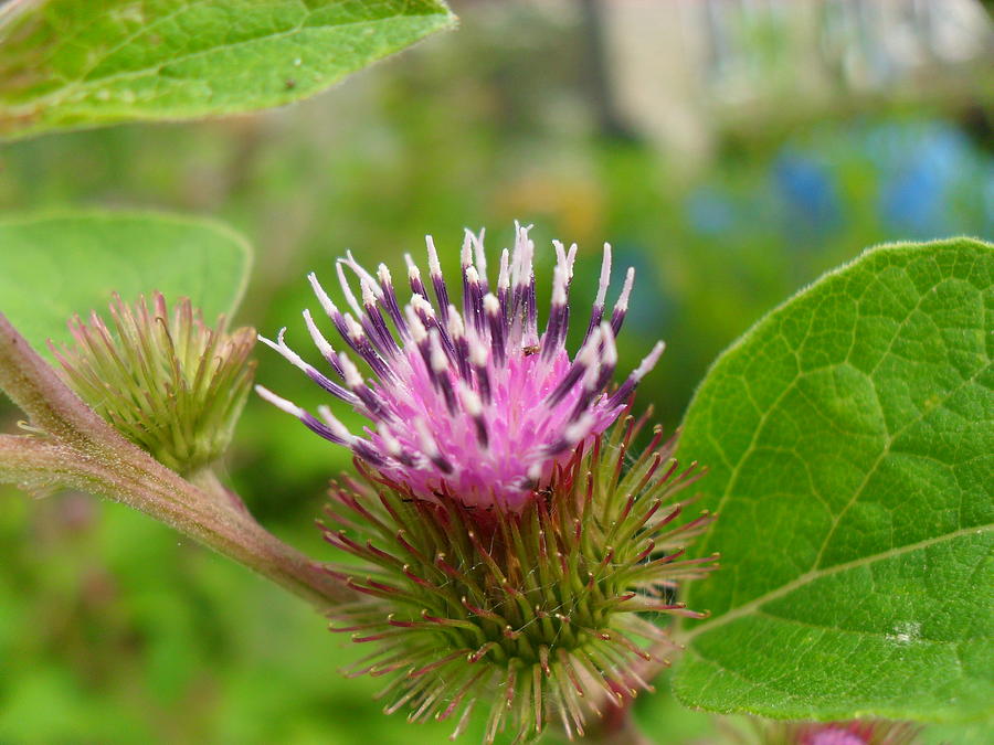 Burdock Photograph by Peggy King