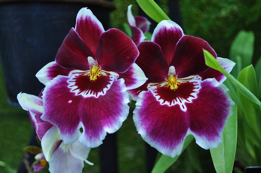 Flower Photograph - Burgandy orchids by Andrea Everhard