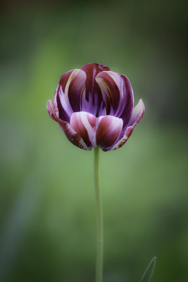 Burgandy Striped Tulip 1 Photograph by Teresa Mucha