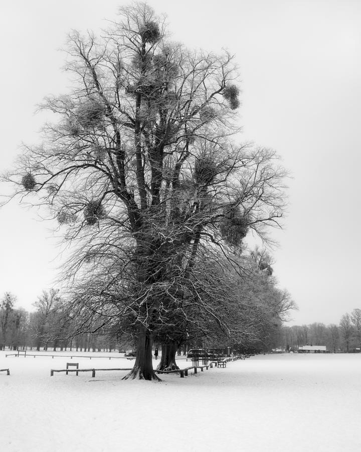 Winter Photograph - Burghley House by Ray Devlin