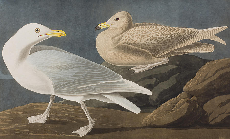 John James Audubon Painting - Burgomaster Gull by John James Audubon