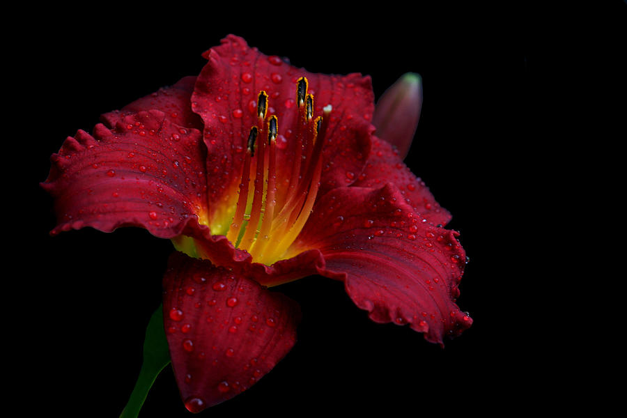 Lily Photograph - Burgundette by Doug Norkum