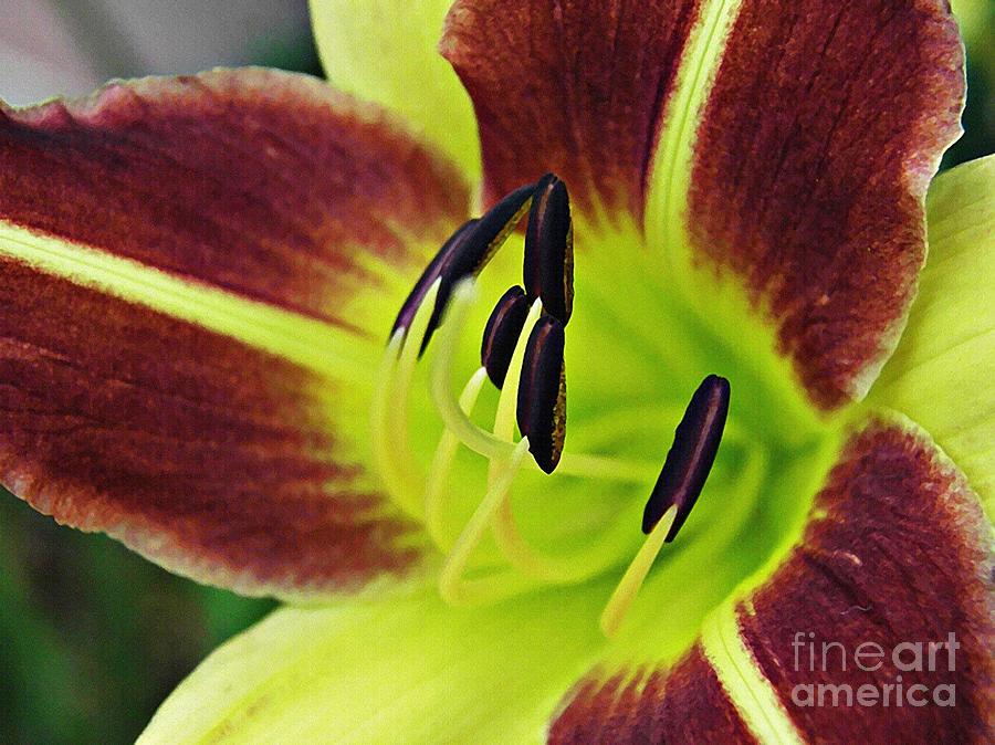 Burgundy and Yellow Lily Photograph by Sarah Loft