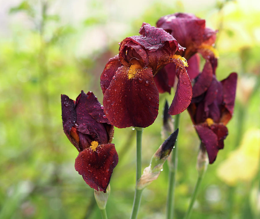Burgundy Bearded Irises in the Rain Photograph by Rona Black