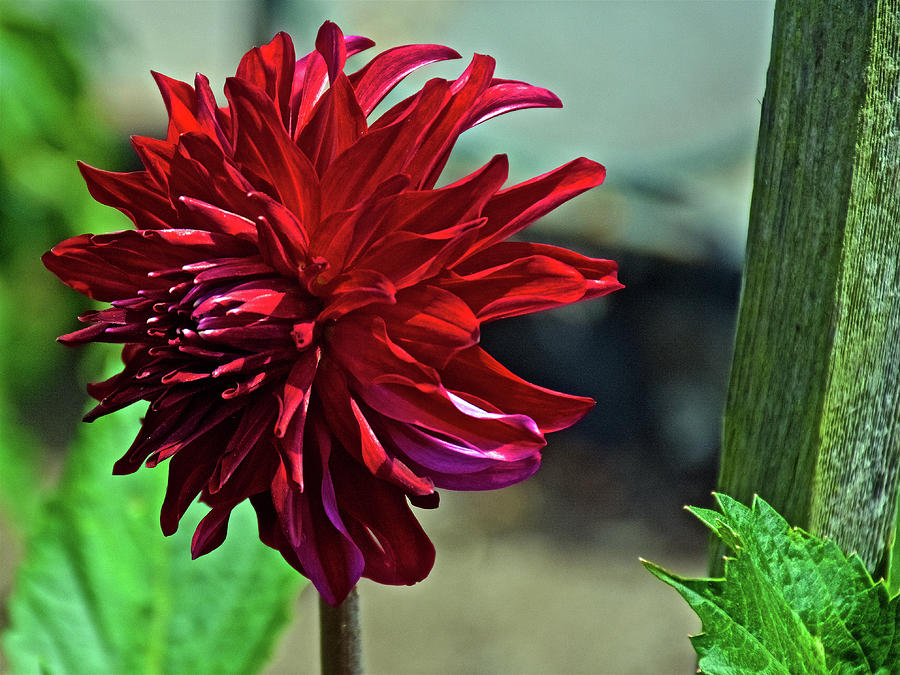Burgundy Dahlia in Golden Gate Park in San Francisco, California  Photograph by Ruth Hager