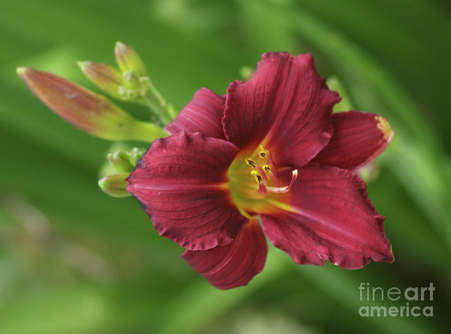 Burgundy Day Lily Photograph by Vivian Martin