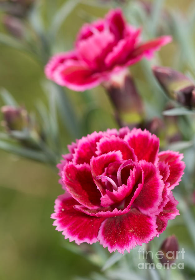 Burgundy Dianthus Flower Photograph by Sari ONeal