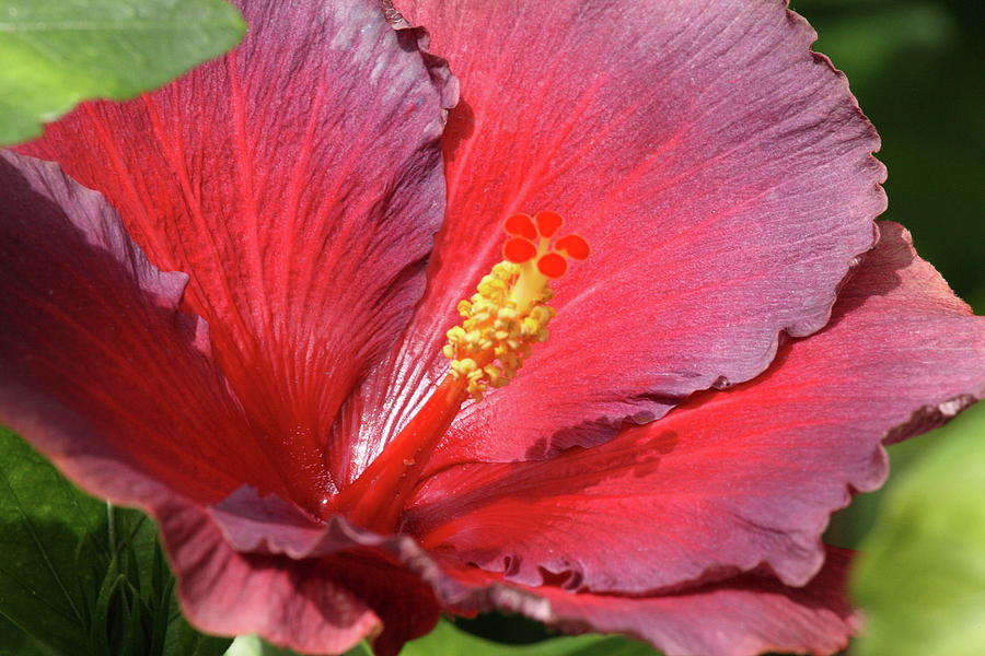 Burgundy Hibiscus Photograph by Lou Ford