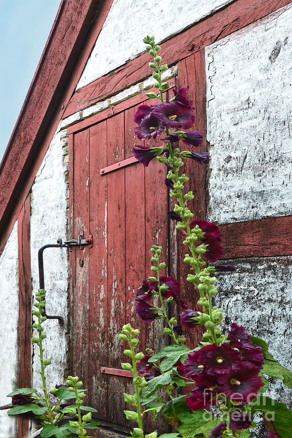 Burgundy Hollyhocks in Aarhus, Denmark Photograph by Catherine Sherman
