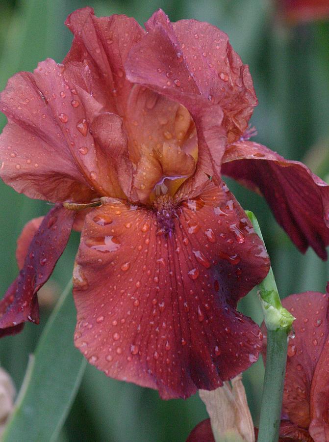 Burgundy Iris Photograph by Carla Neufeld - Pixels