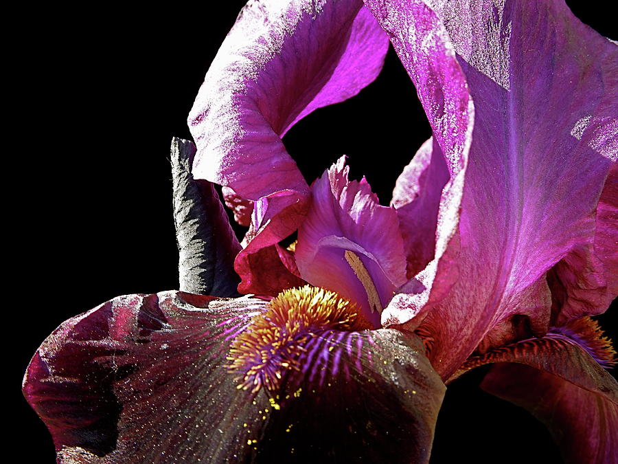 Iris Photograph - Burgundy Iris by Lillian Bell