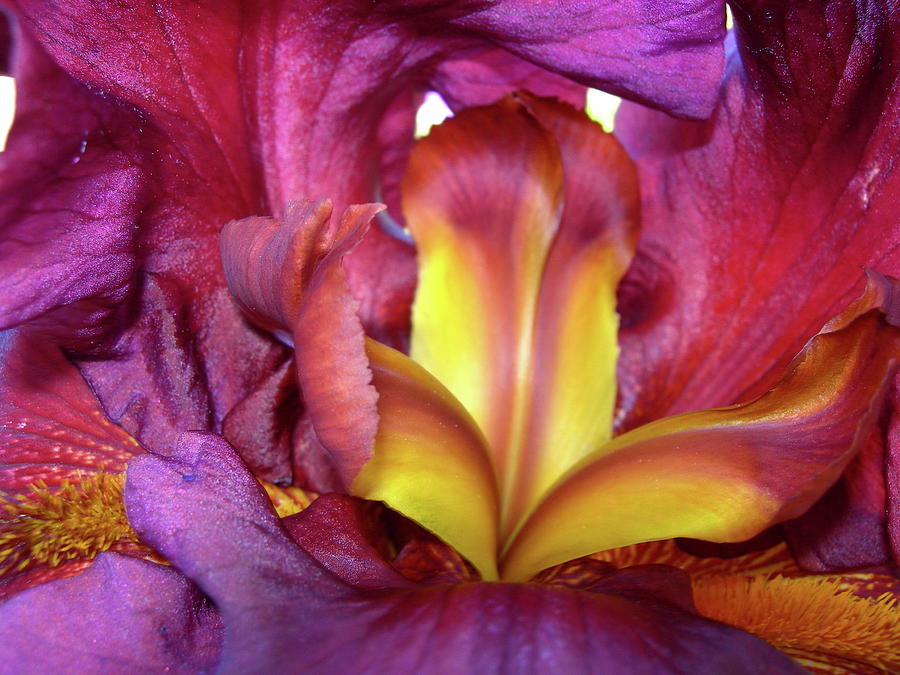 Burgundy Iris Photograph by Randy Rosenberger