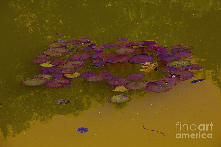 Burgundy Lily Pads, copper water Photograph by David Frederick