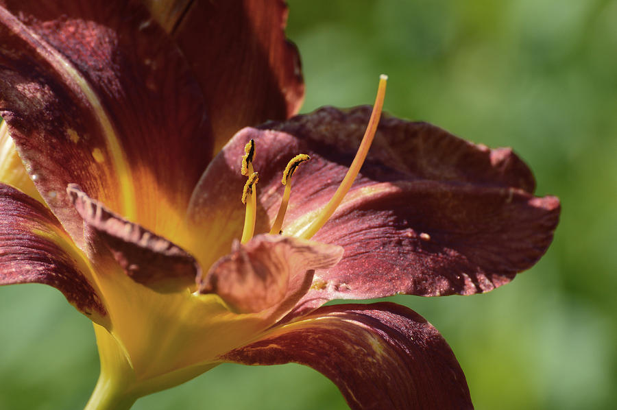 Burgundy Lily Pistil and Stamen  Photograph by Lyle Crump