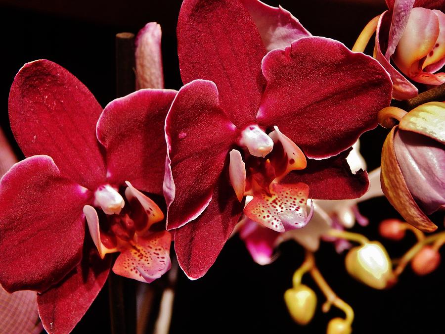 Burgundy Orchids Photograph by VLee Watson
