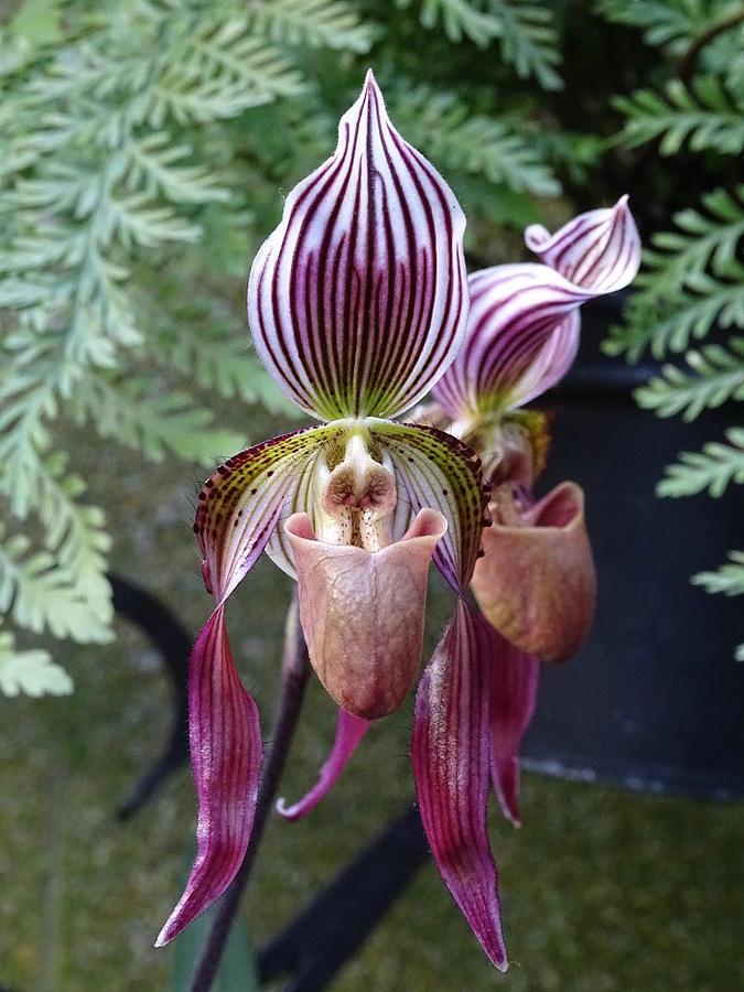 Burgundy Orchids With Stripes Photograph