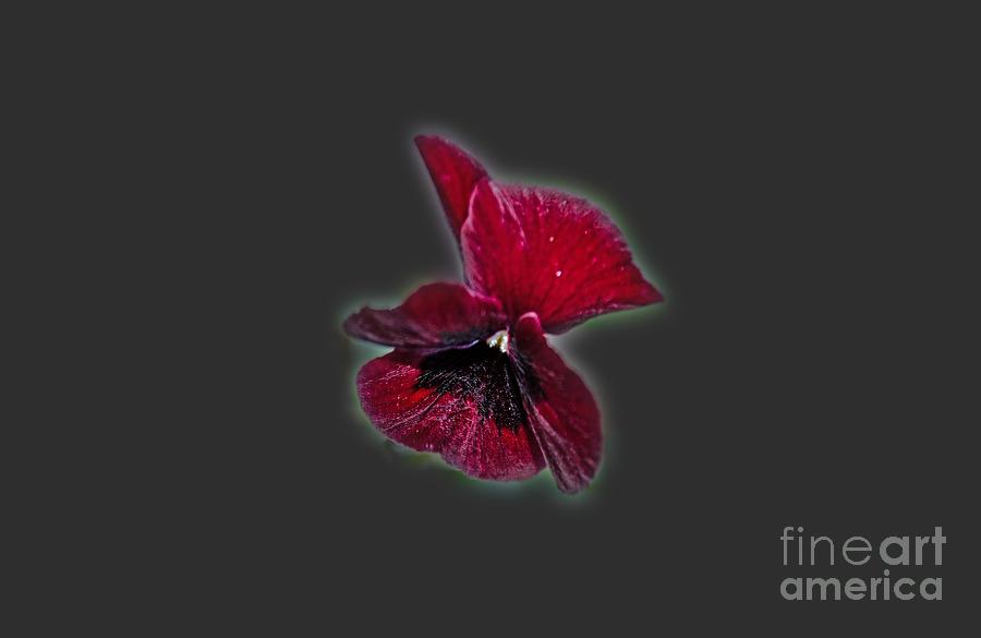 Burgundy Pansy  Tee-shirt Photograph by Donna Brown