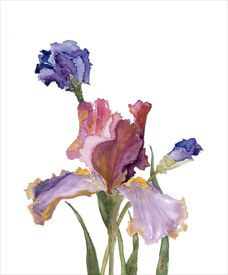 Burgundy Purple Iris Painting by Renee Chastant - Fine Art America