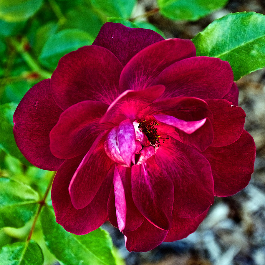 Rose Photograph - Burgundy Red Rose at Pilgrim Place in Claremont-California  by Ruth Hager