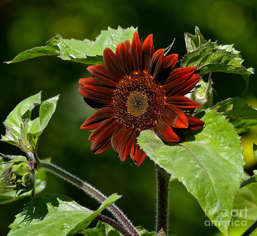 Sunflower Photograph - Burgundy Red Sunflower by Lisa  Telquist