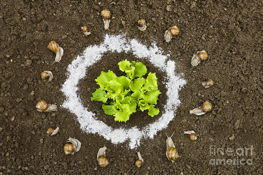 Lettuce Photograph - Burgundy Snails Want Lettuce by Jean-Louis Klein & Marie-Luce Hubert