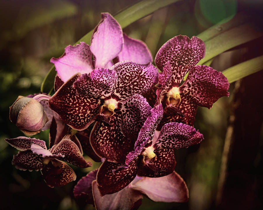 Orchid Photograph - Burgundy Treasures by Judy Vincent