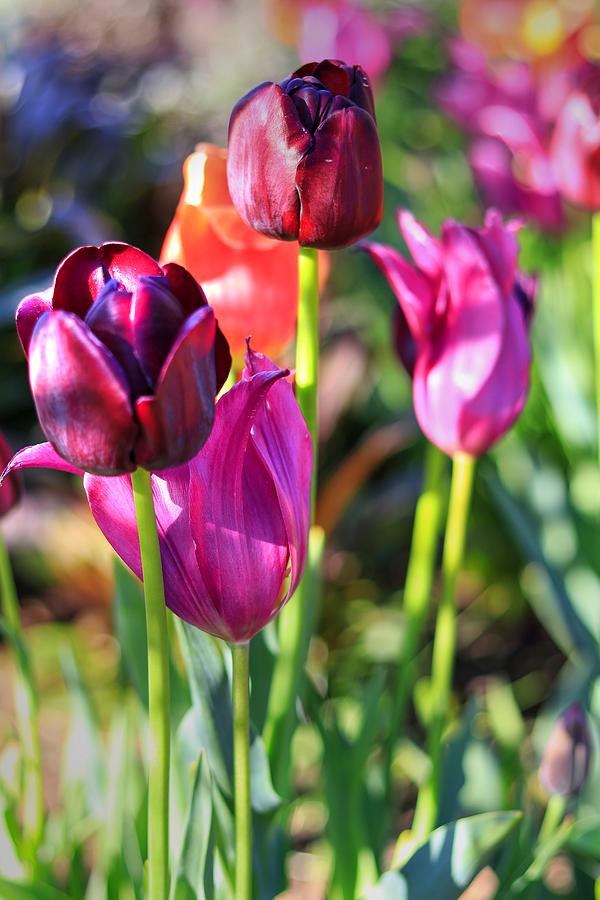 Burgundy Tulips in Bloom II #1 Photograph by Carol Montoya