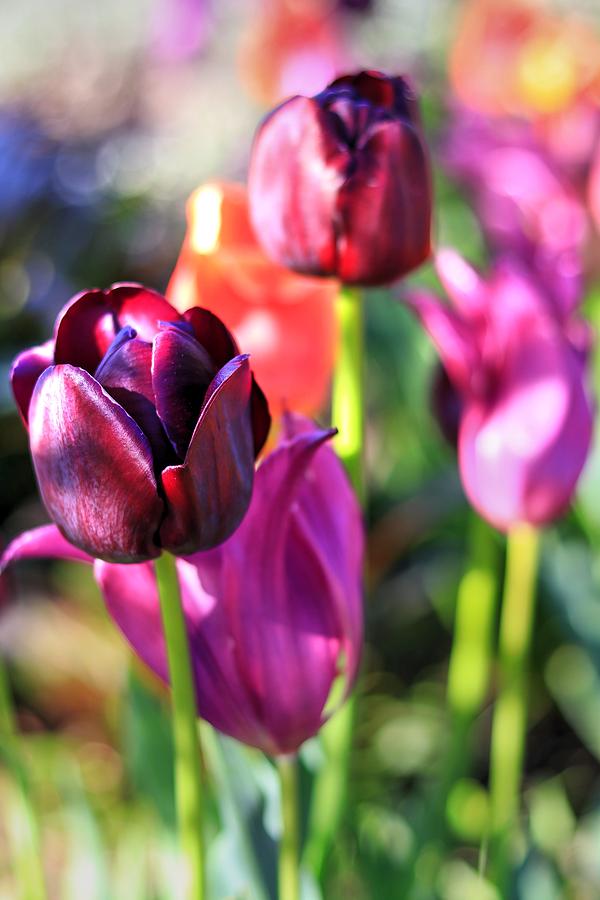 Burgundy Tulips in Bloom Photograph by Carol Montoya