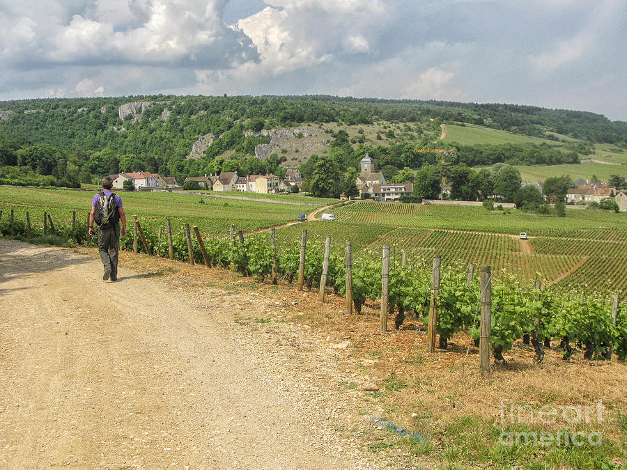 Burgundy walking Photograph by Patricia Hofmeester