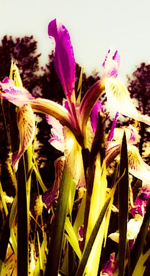 Burgundy Wild Iris Photograph by Jennifer Lake