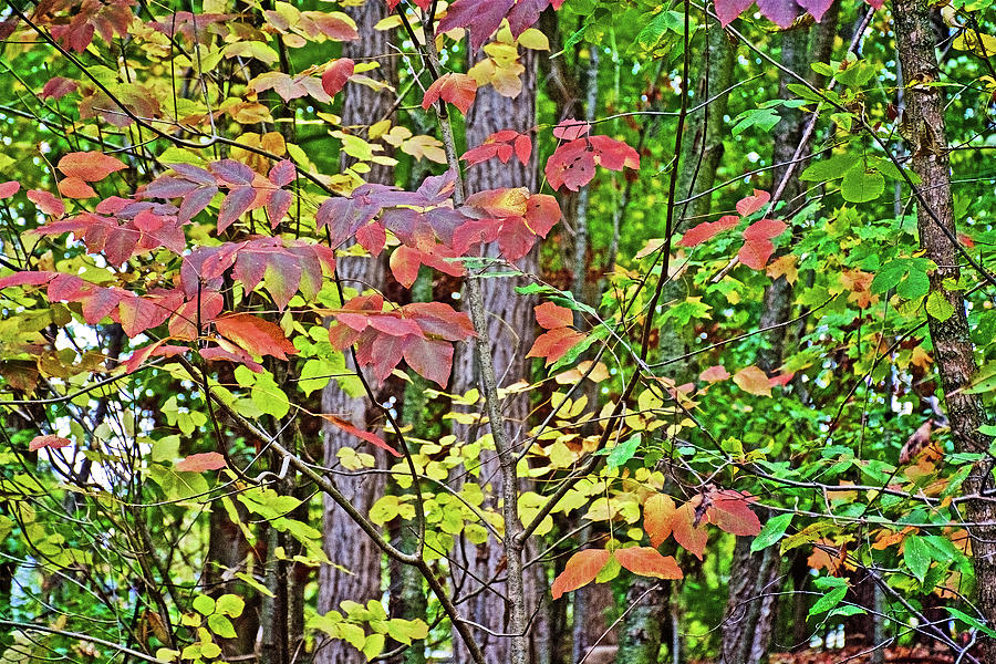 Burgundy, Yellow and Green Leaves along Rogue River Boardwalk in Rockford, Michigan  Photograph by Ruth Hager