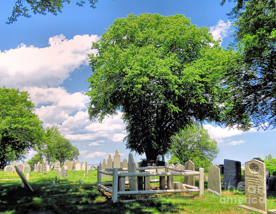 Burial Hill in June  Photograph by Janice Drew