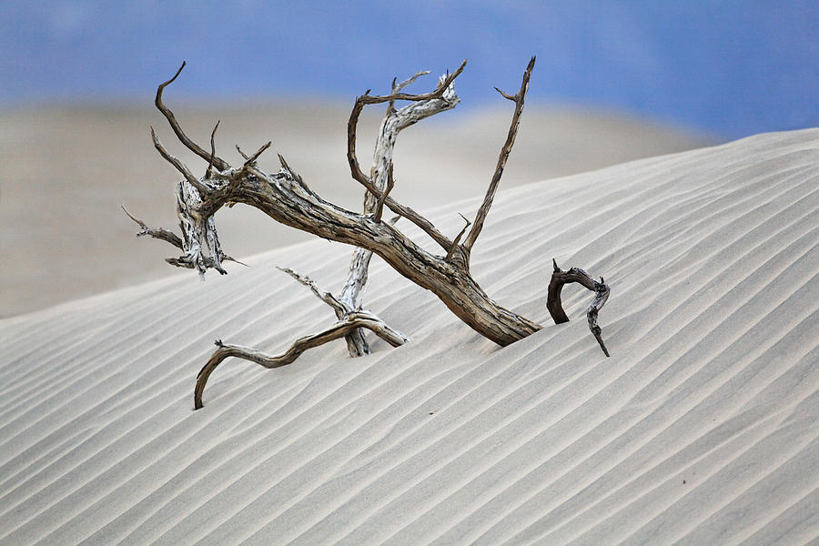 Death Valley National Park Photograph - Buried by George Oze